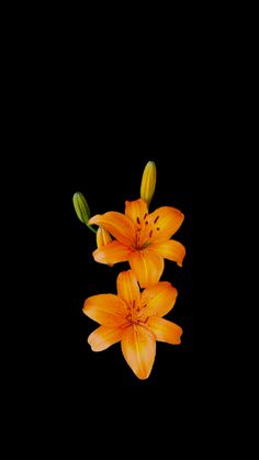 three orange lilies on a black background