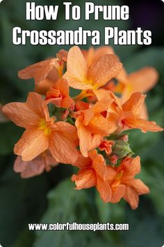 Crossandra Plants - Firecracker Flower Crossandra Plant Orange, Crossandra Flower, Crossandra Plant, Firecracker Flower, Orange Plant, Yellow Blossom, Flower Plants, Indirect Sunlight, Orange House