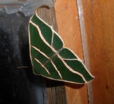 a green leaf sitting on top of a wooden door