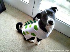 a black and white dog wearing a shirt with green spots on it's chest