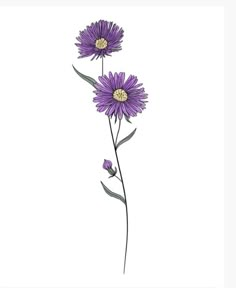 two purple flowers on a white background