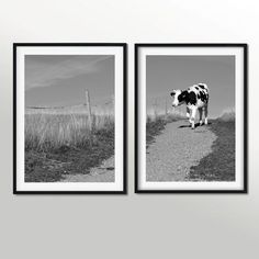 two black and white photographs of a cow on a dirt road in the middle of nowhere