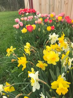 many different colored flowers in the grass near a fence