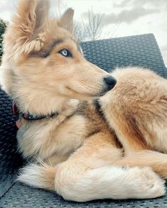 a dog laying on top of a couch with its head on another dog's chest