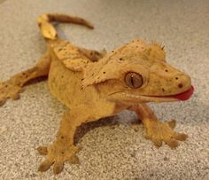 a gecko is sitting on the floor with its tongue out