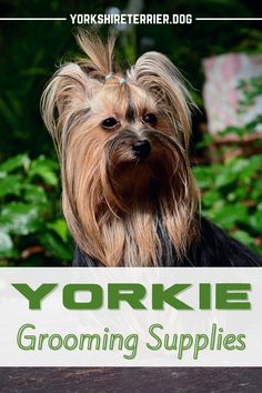 yorkshire terrier dog grooming supplies with yorkie in the background and text yorkie grooming supplies