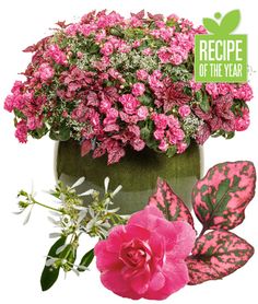 pink flowers and green leaves in a pot with recipe of the year sticker on it