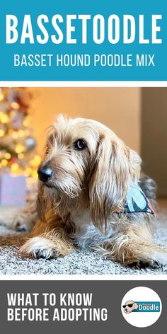 a small dog laying on the floor next to a christmas tree with text that reads bassetoolle basset hound poodle mix what to know before adopting