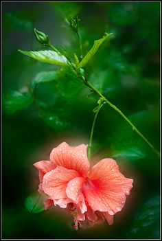 a pink flower with water droplets on it's petals and green leaves in the background