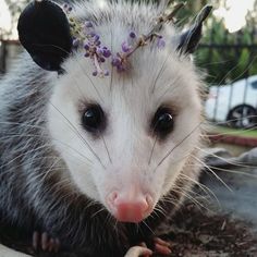 an opossmus with flowers on its head