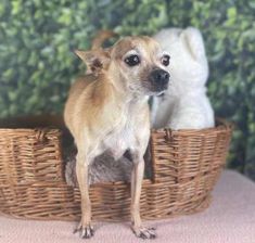 a small dog is sitting in a basket