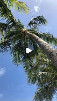 the top of a palm tree with a white triangle on it