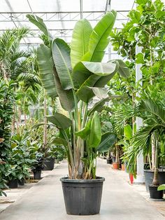 there are many potted plants in the greenhouse