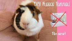 a guinea pig sitting on top of a pink blanket next to a sewing machine and the words diy flee tunnel