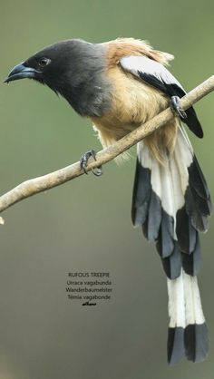 a bird sitting on top of a tree branch with its wings spread out and it's head turned to the side