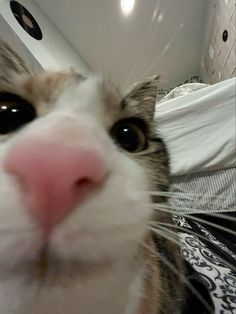 a close up of a cat looking at the camera with a surprised look on its face