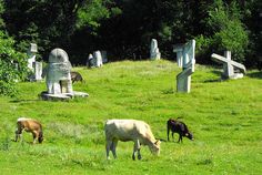 several cows grazing in a grassy field next to headstones