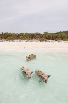 three wild boars swimming in shallow water on the beach