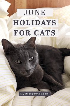 a black cat laying on top of a bed with the words june holidays for cats