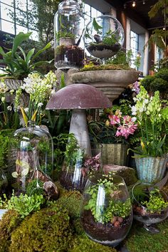 an assortment of plants and flowers are displayed in glass vases on top of moss