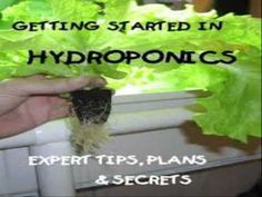 a person holding up a plant with the words getting started in hydroponics expert tips, plans and secrets