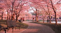 people are walking on the path near some trees with pink flowers and water in the background