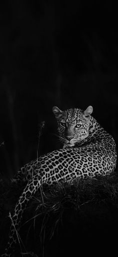 a black and white photo of a leopard laying on its back in the dark night