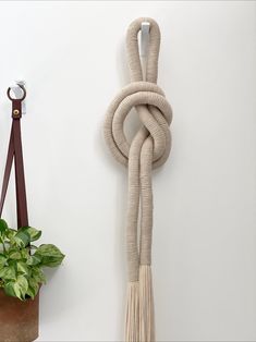 a potted plant sitting next to a rope hanging on the wall