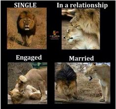 four different types of lions with captioning in the middle one says single, in a relationship, engaged, married