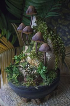 a group of mushrooms sitting on top of a wooden table next to plants and leaves