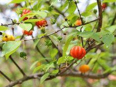 the fruit is growing on the tree and ready to be picked from it's branches