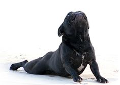 a black dog is sitting on the ground