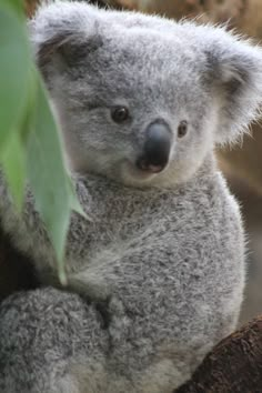 a koala bear sitting on top of a tree branch