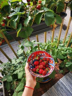 a person holding a bowl full of strawberries in front of some plants and flowers