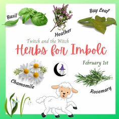 a poster with herbs for imbolc written in english and spanish on the front