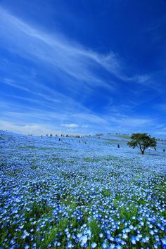 a field full of blue flowers under a blue sky