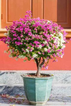 a potted plant with pink and white flowers in front of a red door on a sidewalk