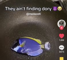 a blue and yellow fish in a frying pan with the caption they can't finding dry