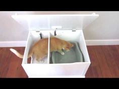 an orange cat standing inside of a white box