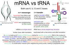 an article about the differences between mri and rna