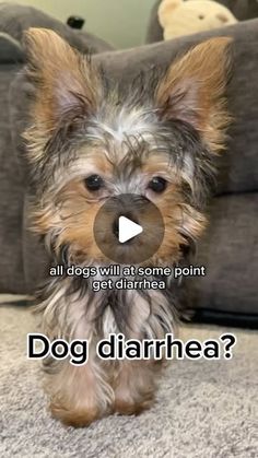 a small dog sitting on top of a carpet next to a couch with the caption'all dogs will come point get started? '