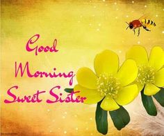 some yellow flowers and a bee flying over them with the words good morning sweet sister