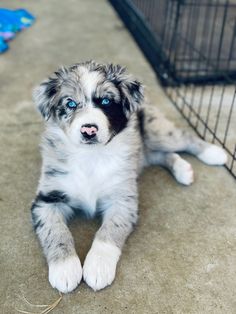 a puppy with blue eyes laying on the ground next to a wire fence and cage