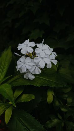 white flowers with green leaves in the background