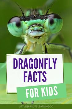 a close up of a grasshopper with the words dragonfly fact for kids on it