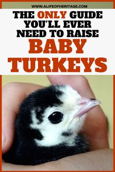 the only guide you'll ever need to raise baby turkeys