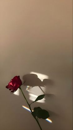 a single red rose casts a shadow on the wall