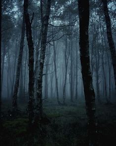 a dark forest filled with lots of trees