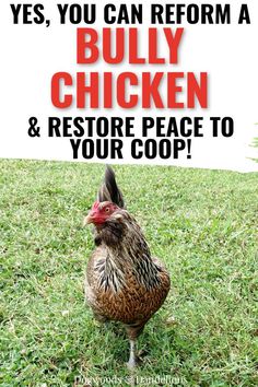 a chicken standing in the grass with text overlay that reads, yes you can perform a bully chicken and restore peace to your coop