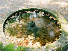 a small pond with leaves floating in it